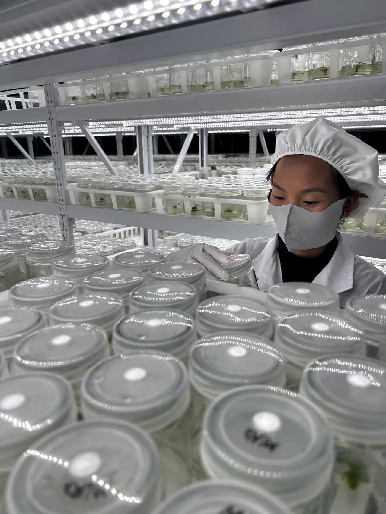 Tissue culture room
