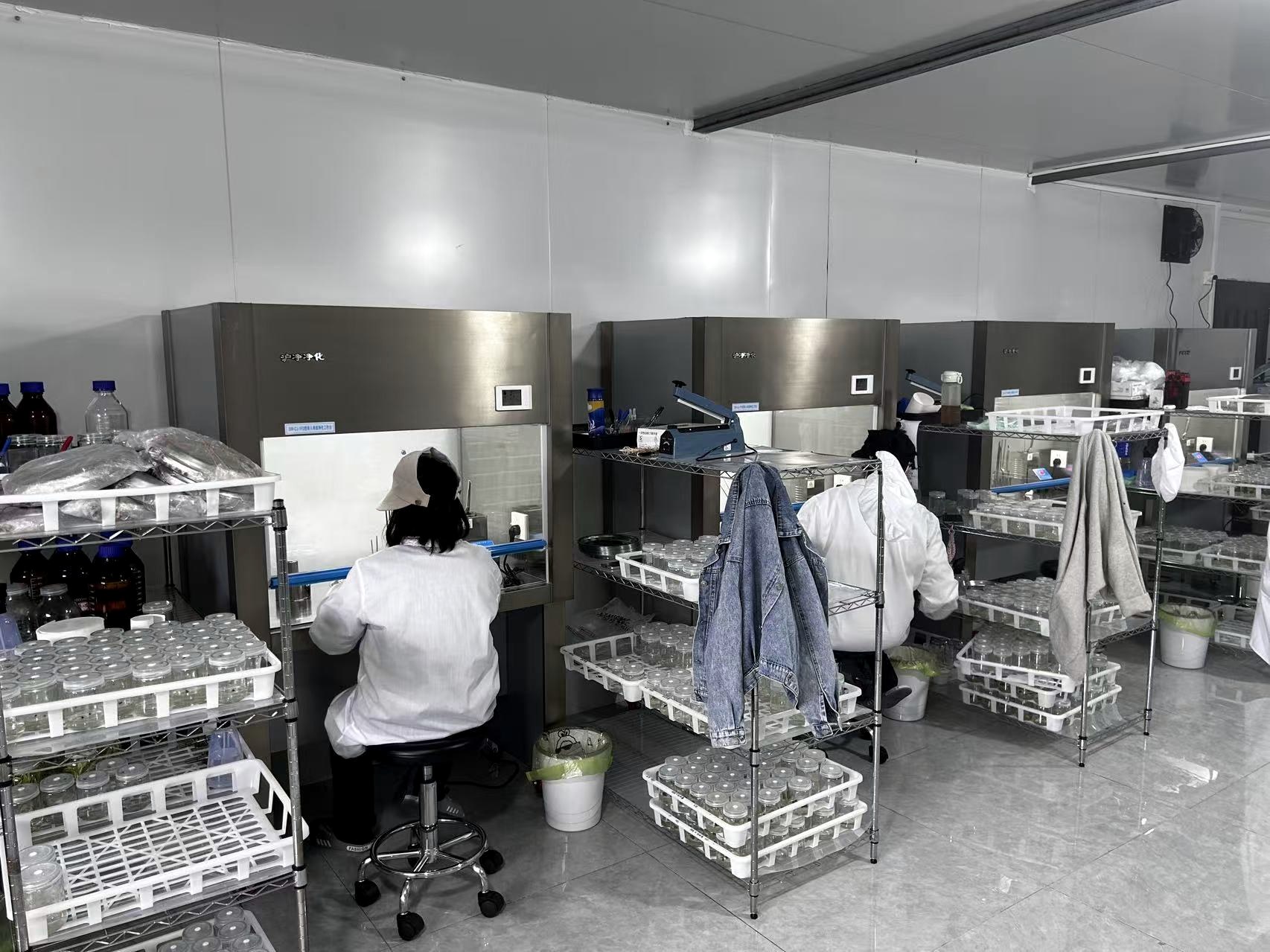 Tissue culture lab work