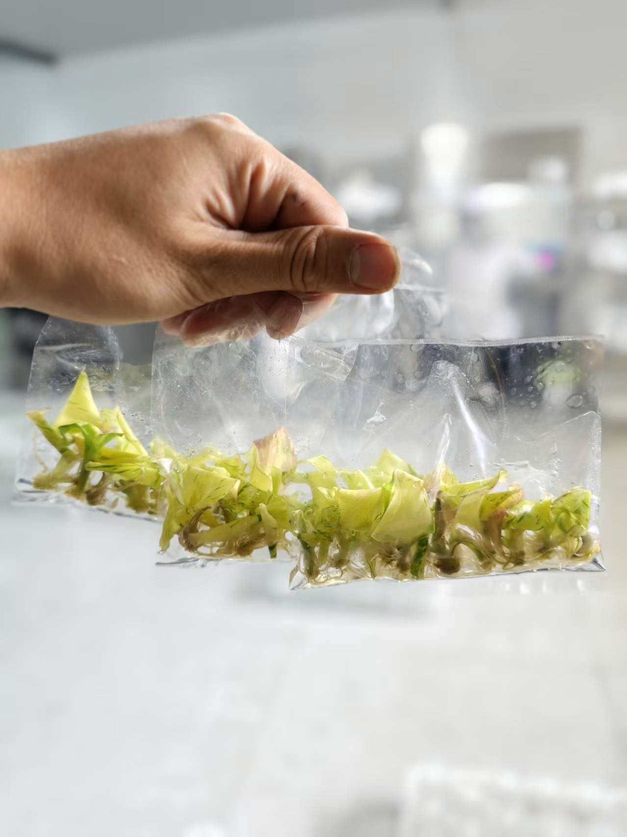 Young tissue culture plants