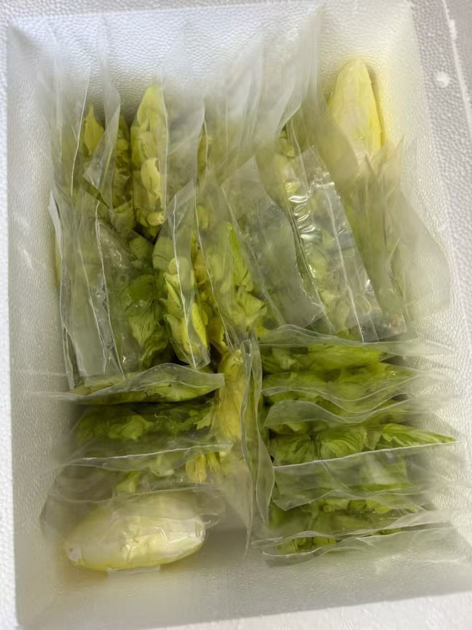 Bagged plantlets in a foam box with an ice pack