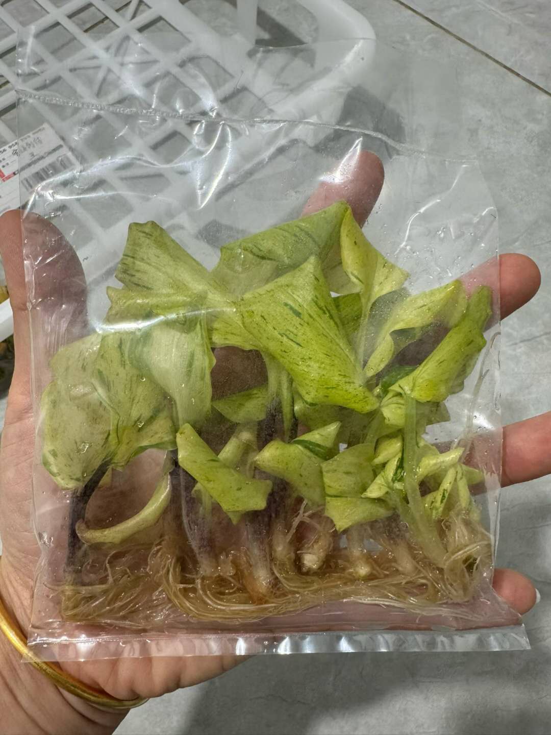 Rooted tissue-culture plantlets in a transparent bag